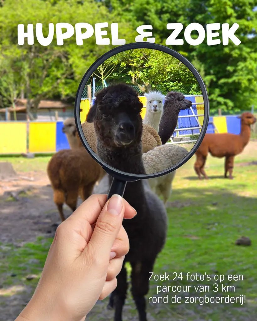 affiche-Alpacca in de wei.webp