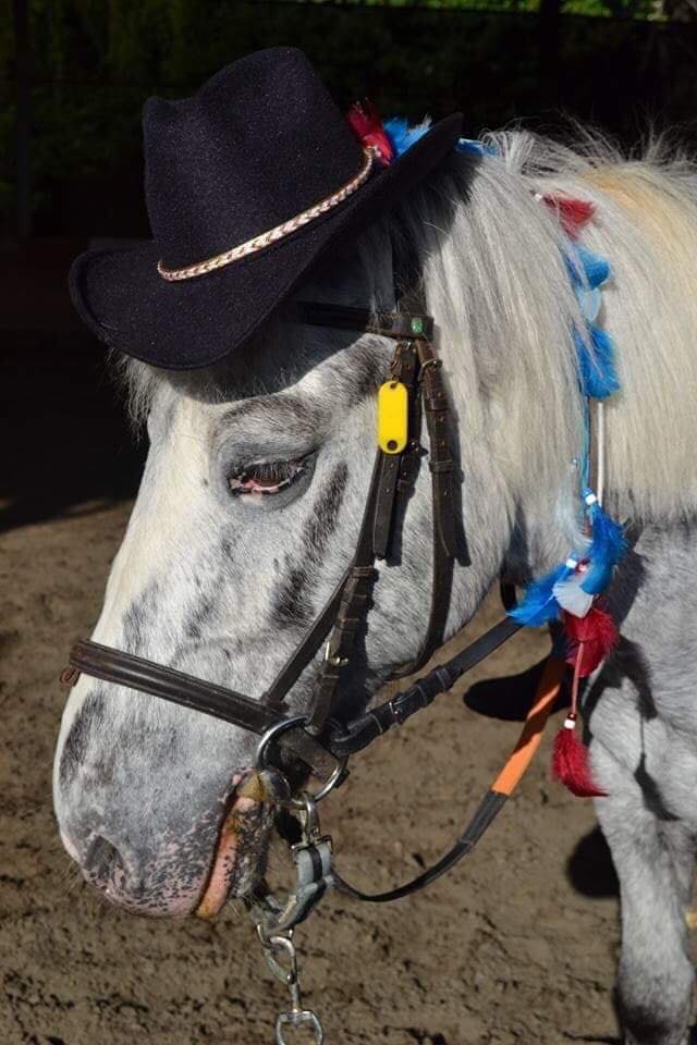 2025 Kerstvakantie week 1 Hippokamp (3 dagen Ma-Di-Wo)