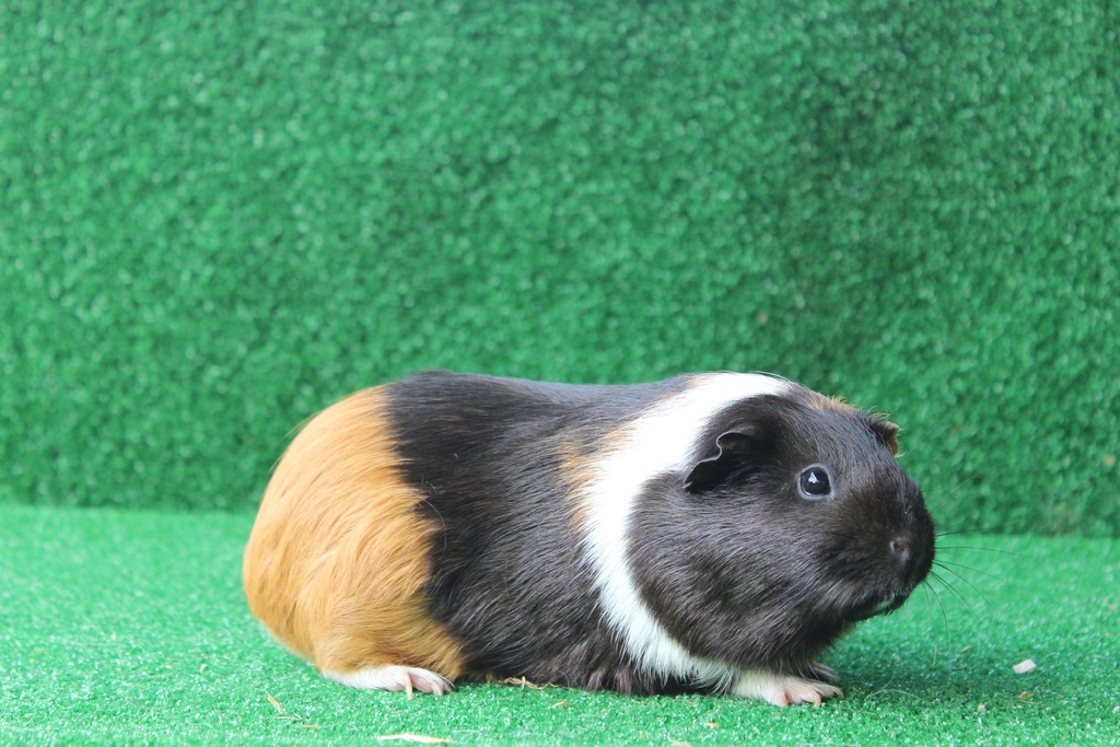 Meter/Peterschap cavia's/jaar