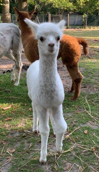 1 jaar Meter/Peterschap Alpacas