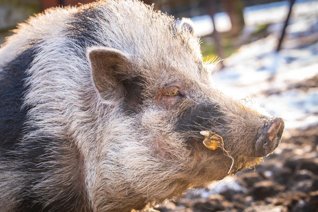Meter/Peterschap varken/jaar
