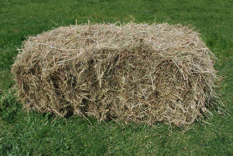 1 jaar Meter/Peterschap schapen (kopie)