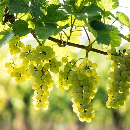 Witte druif Cava confituur