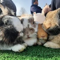 Meter/Peterschap konijnen/jaar