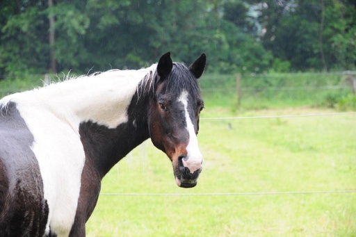 1 jaar Meter/Peterschap paarden