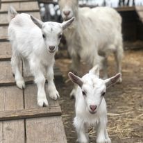 Meter/Peterschap geiten/jaar
