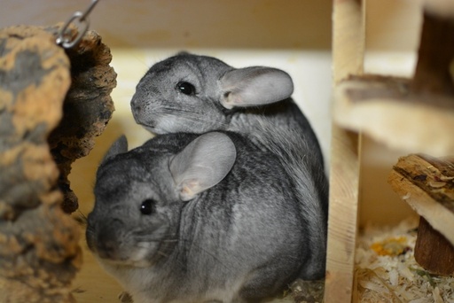 1 jaar Meter/Peterschap chinchillas