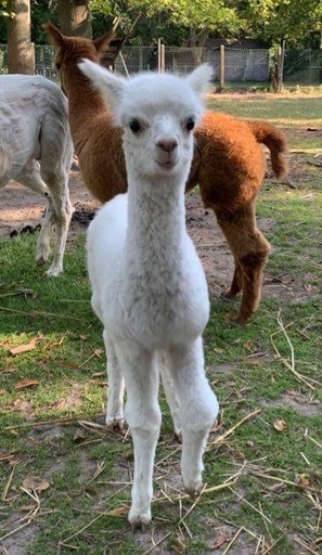 1 jaar Meter/Peterschap Alpacas