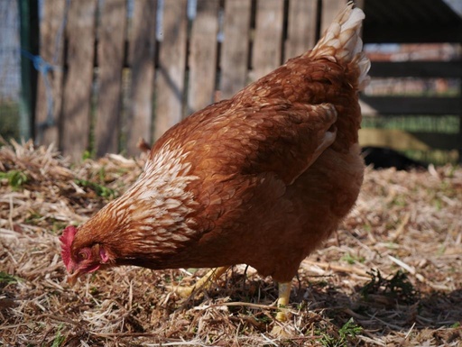 Meter/Peterschap kippen/jaar