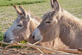 Meter/Peterschap ezels/jaar
