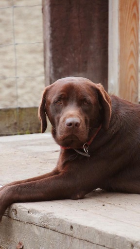 1 jaar Meter/Peterschap honden