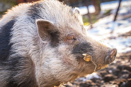 Meter/Peterschap varken/jaar