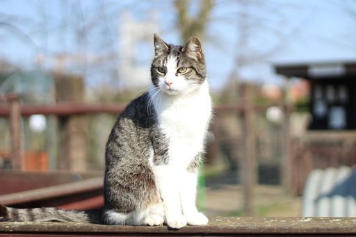 1 jaar Meter/Peterschap katten