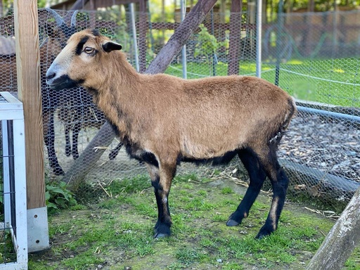 1 jaar Meter/Peterschap schapen