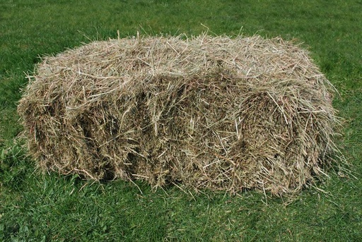 1 jaar Meter/Peterschap schapen (kopie)